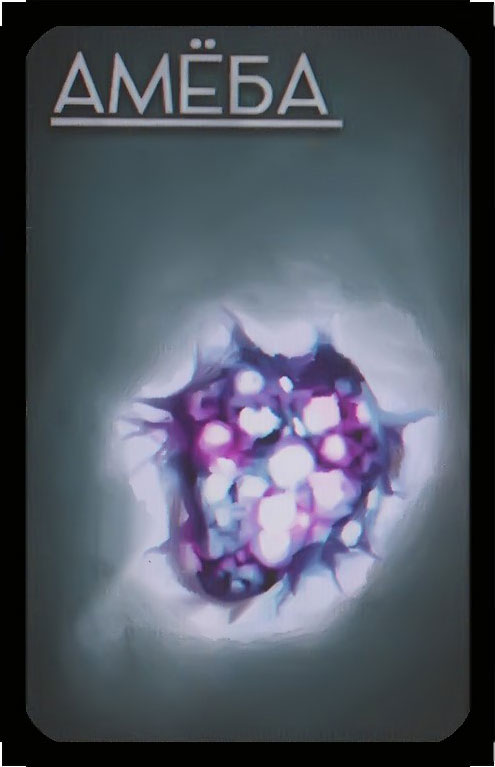 амёба